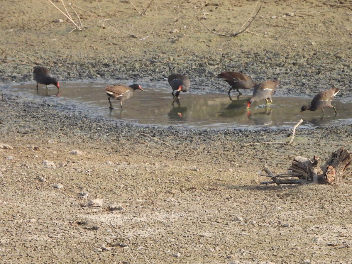 Eurasian Moorhen - Prof Chandan Singh Dalawat