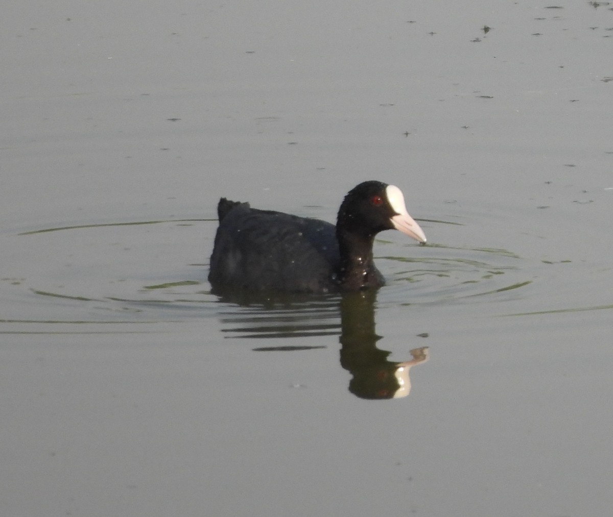 Eurasian Coot - Prof Chandan Singh Dalawat