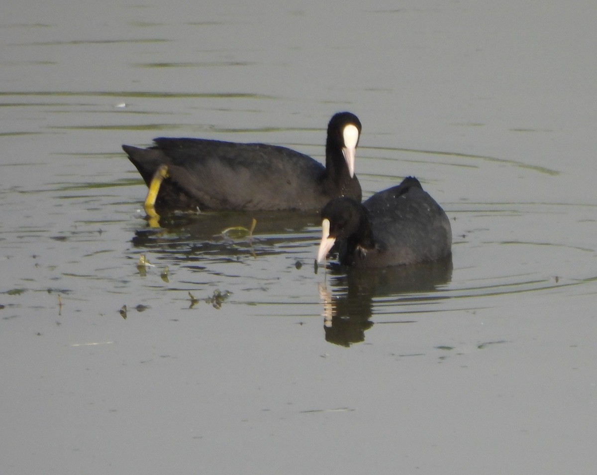 Eurasian Coot - Prof Chandan Singh Dalawat