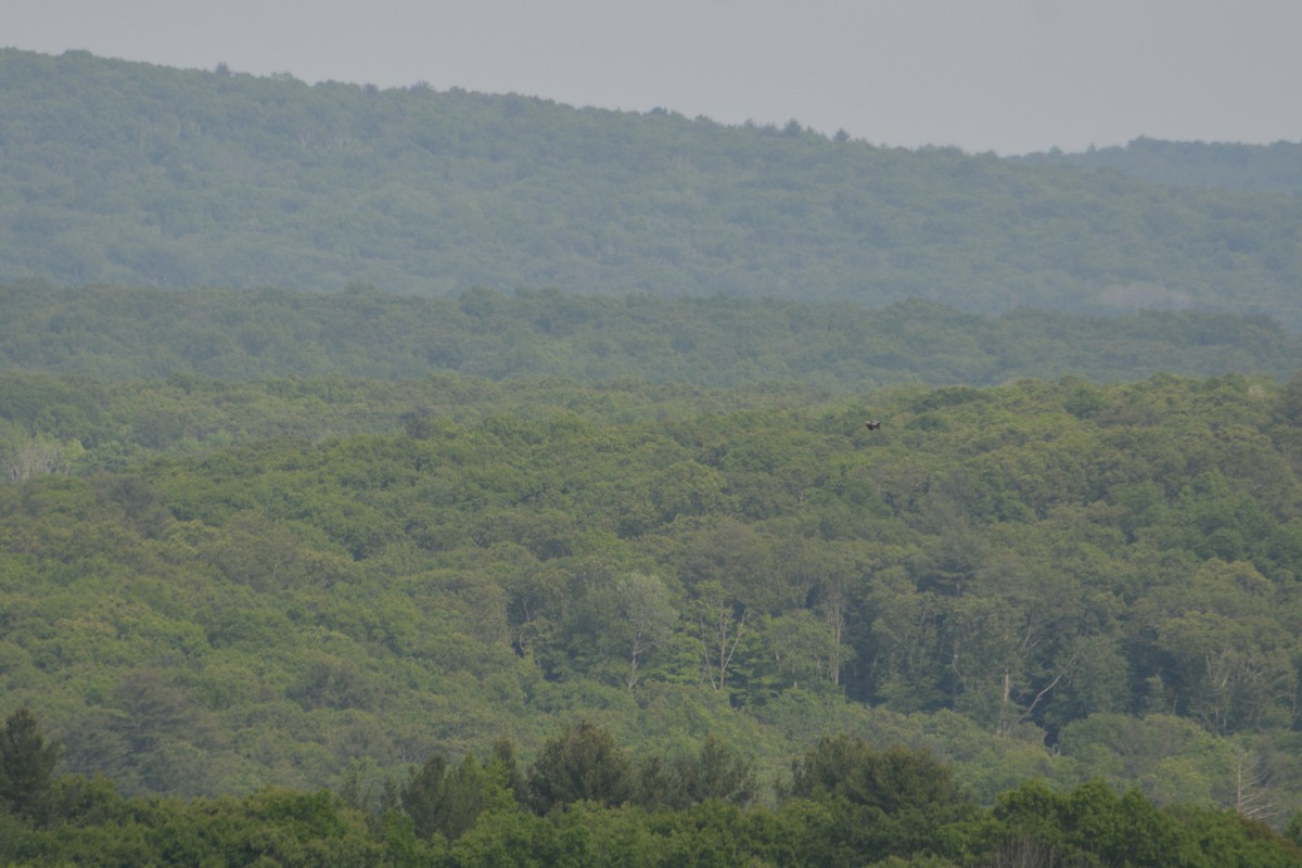 Great Blue Heron (Great Blue) - ML619602717