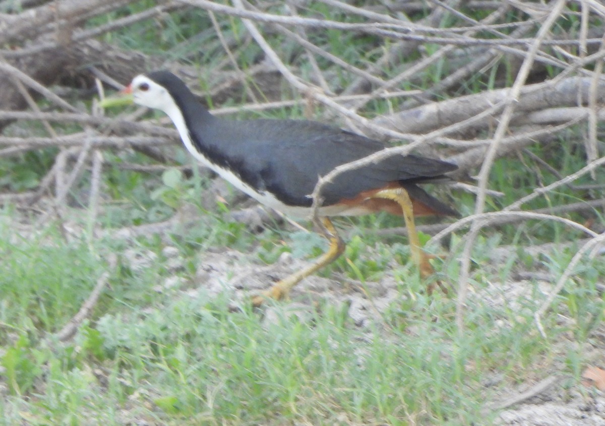 White-breasted Waterhen - ML619602725