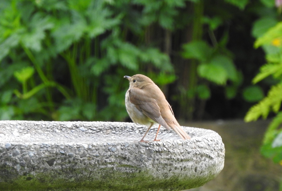 Swainson's Thrush - ML619602728