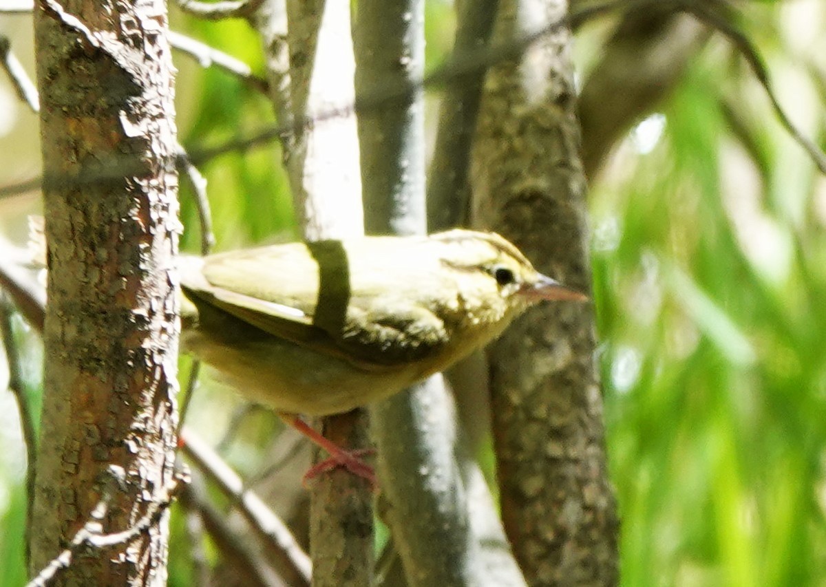 Worm-eating Warbler - Dilka Murtazina