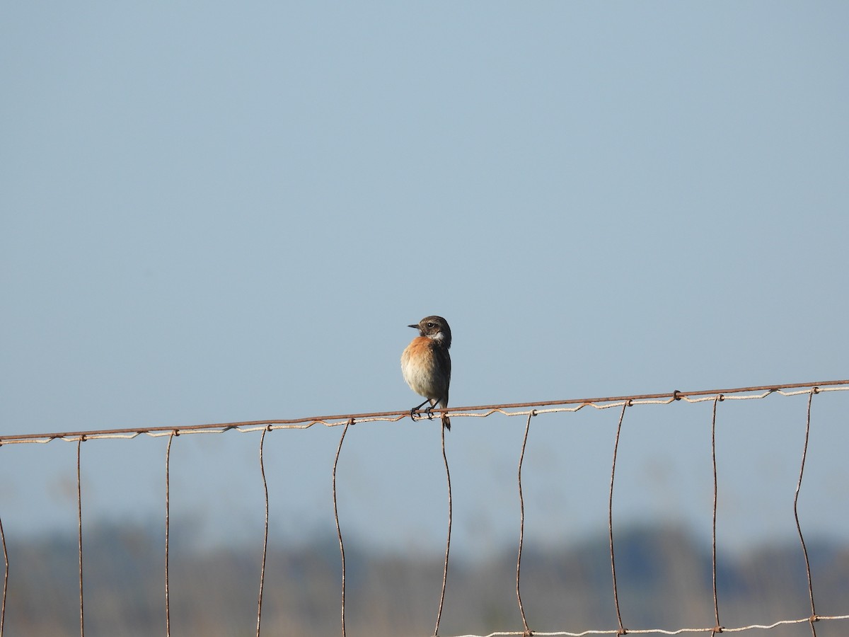 European Stonechat - Anqi Xu