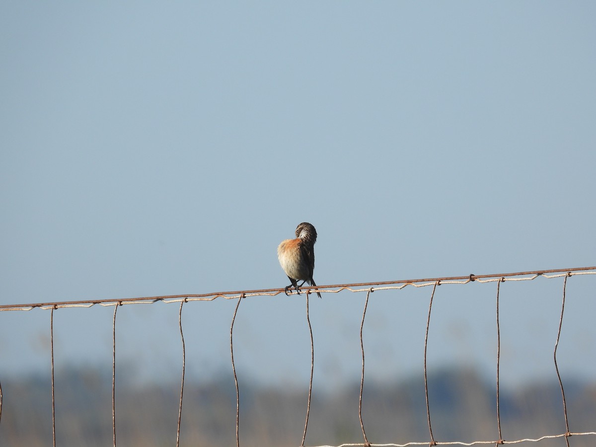 European Stonechat - Anqi Xu