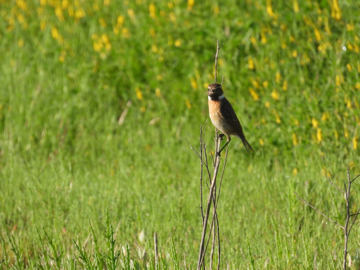 European Stonechat - Anqi Xu