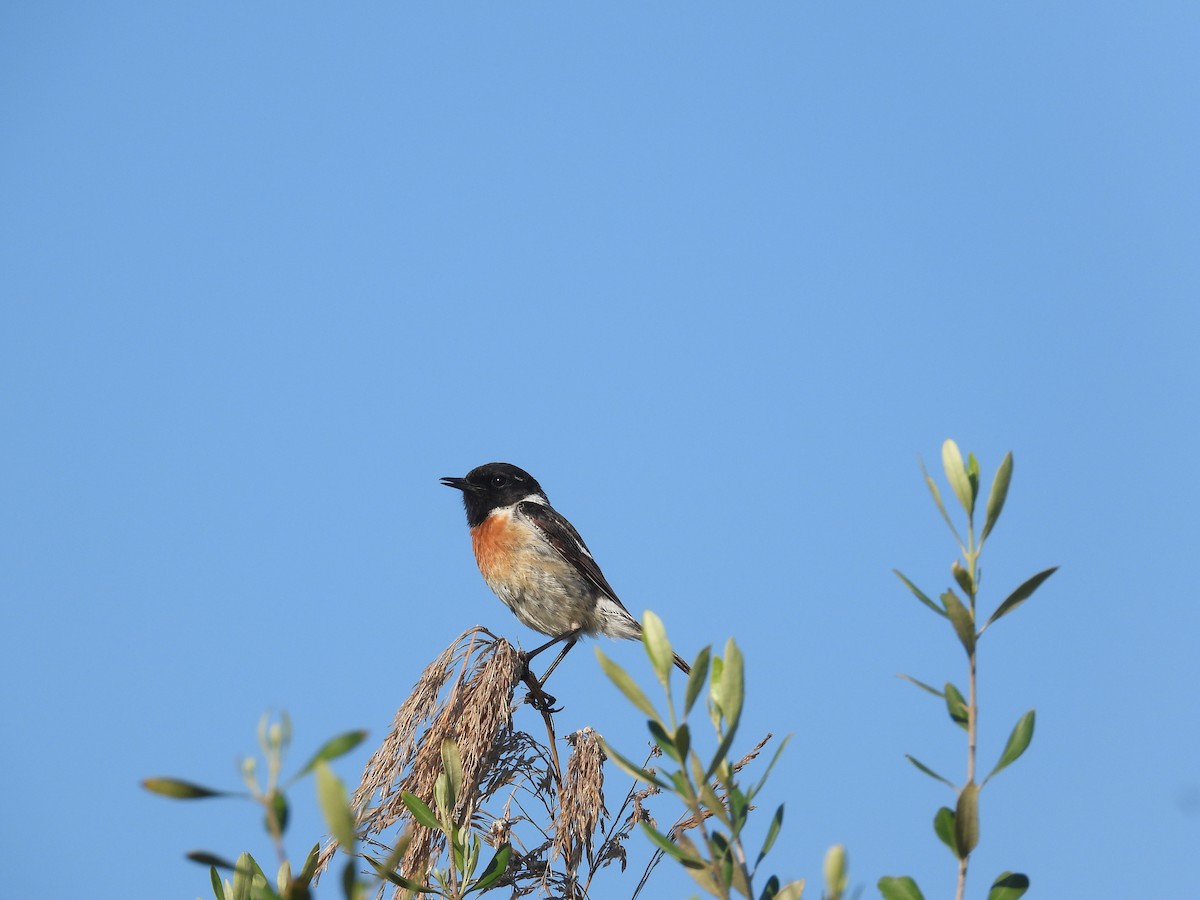 European Stonechat - Anqi Xu