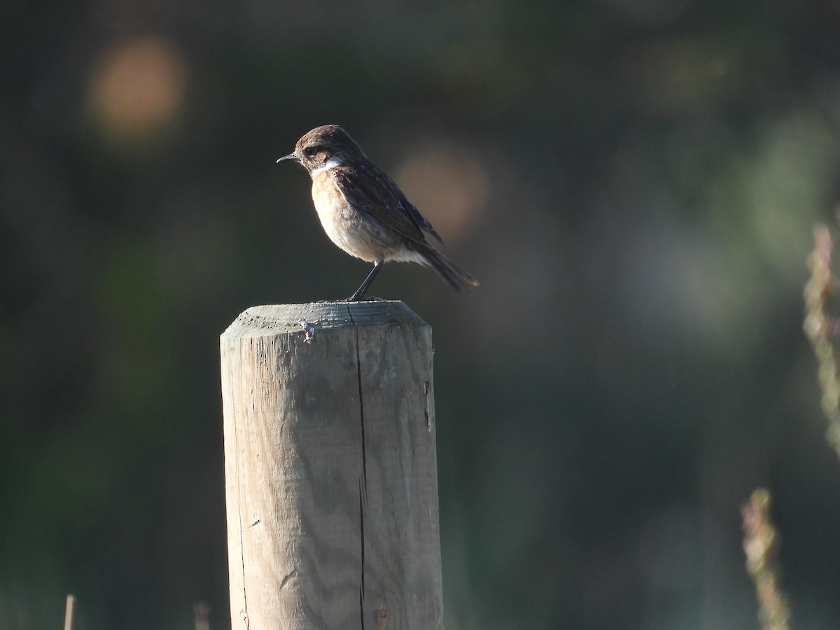 European Stonechat - Anqi Xu