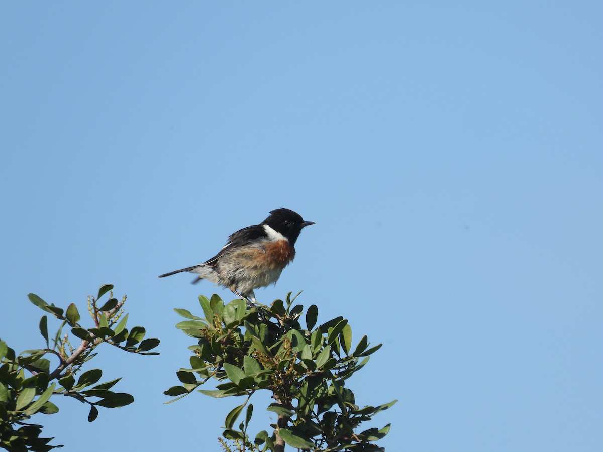 European Stonechat - Anqi Xu