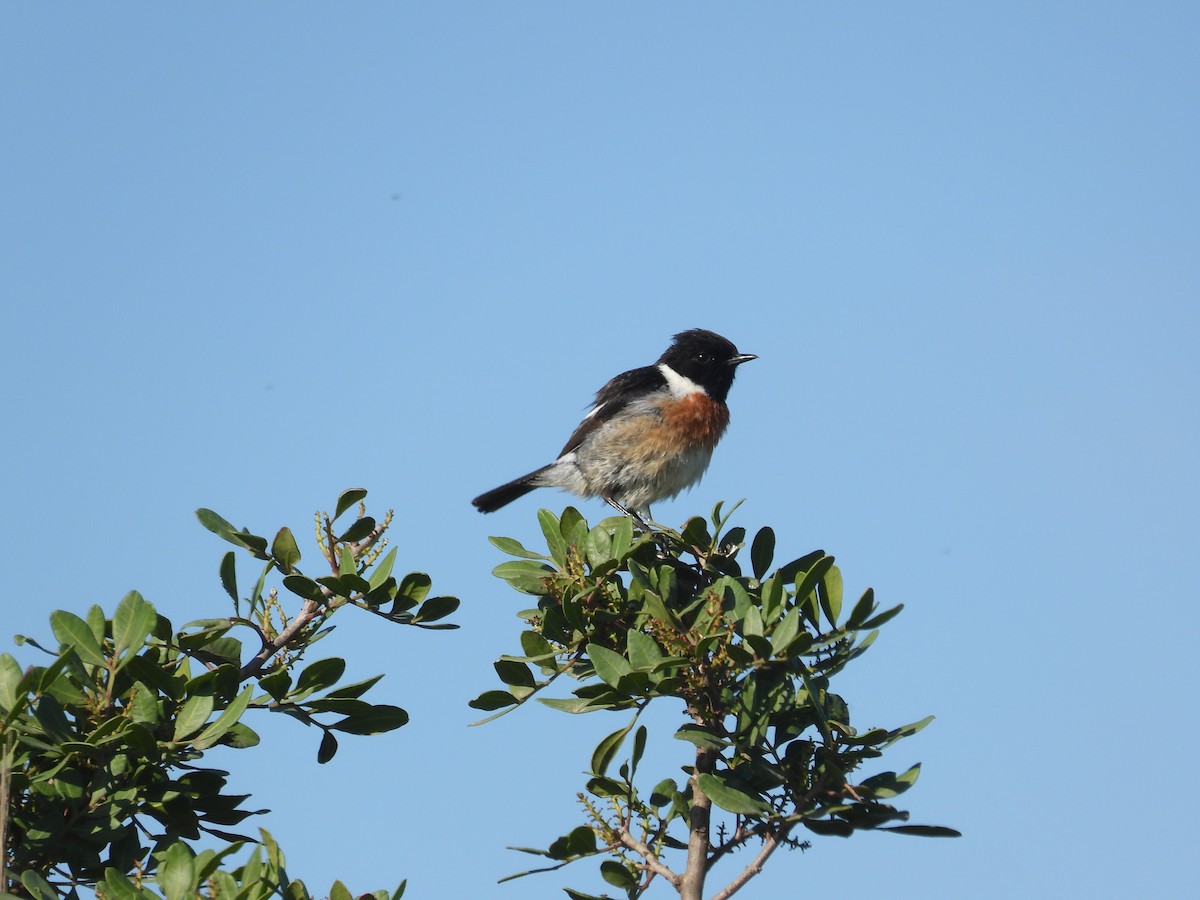 European Stonechat - Anqi Xu