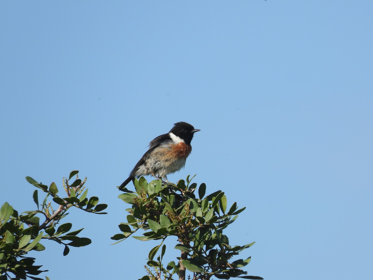 European Stonechat - Anqi Xu