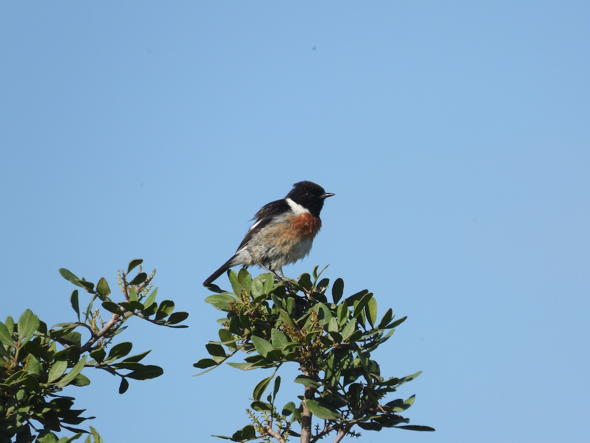 European Stonechat - Anqi Xu