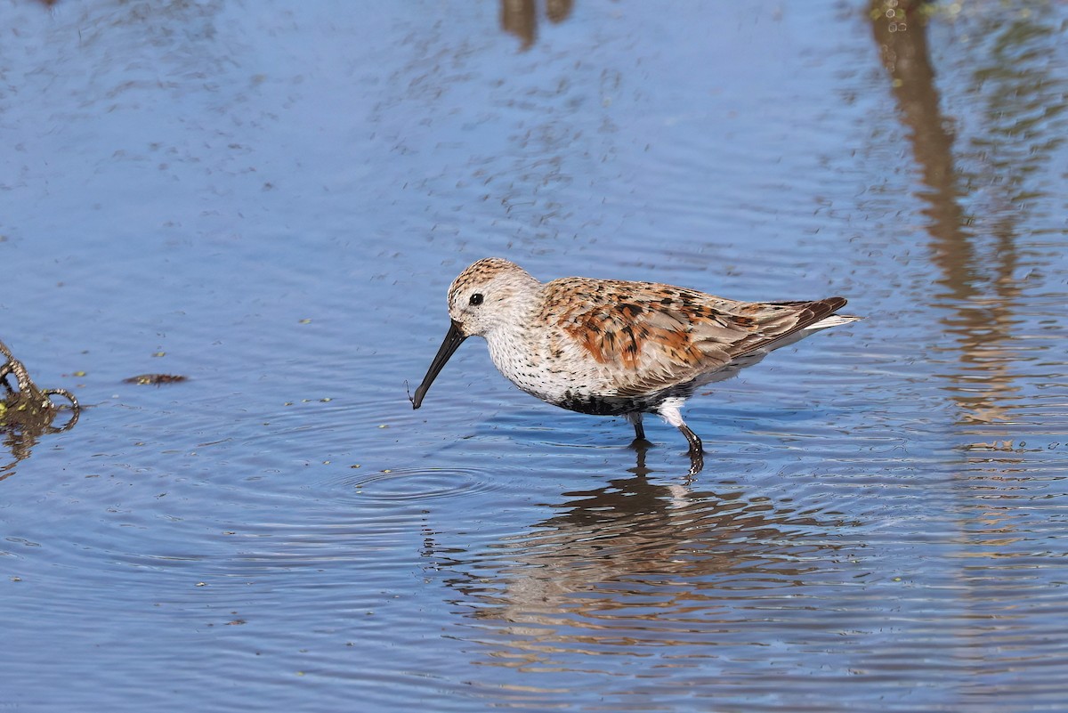 Dunlin - Channa Jayasinghe