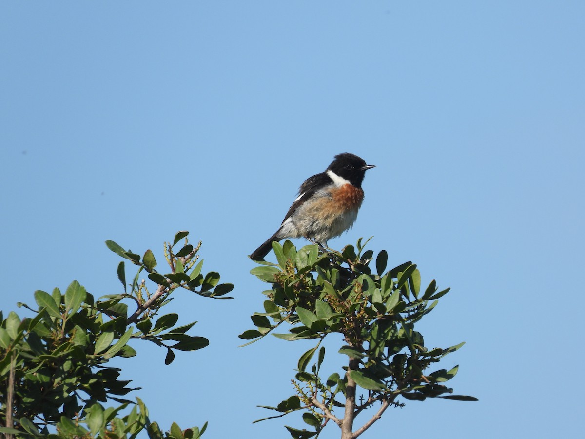 European Stonechat - Anqi Xu