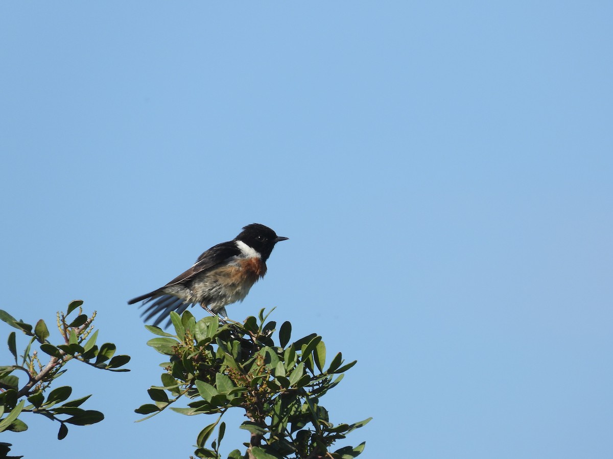 European Stonechat - Anqi Xu