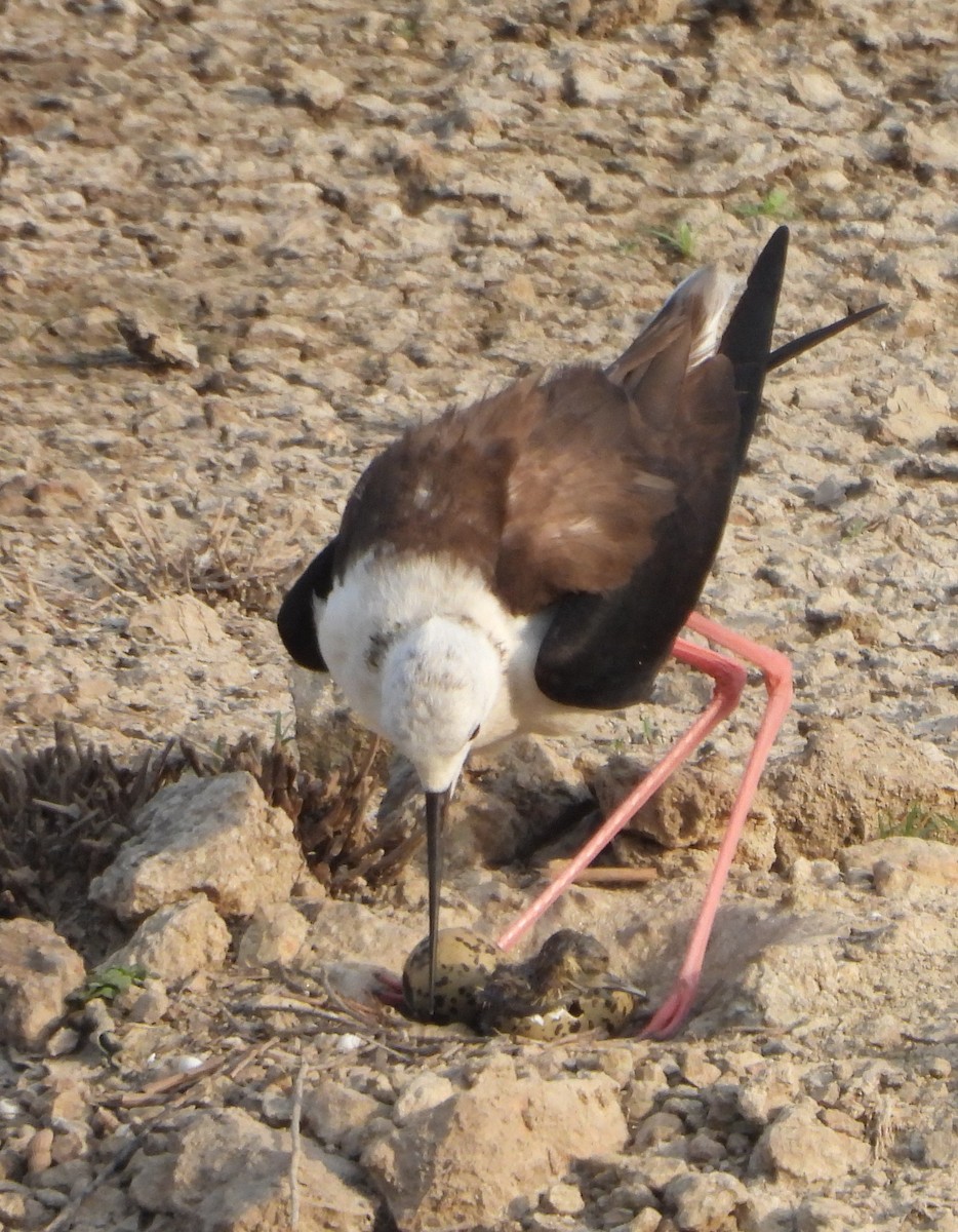 Black-winged Stilt - Prof Chandan Singh Dalawat