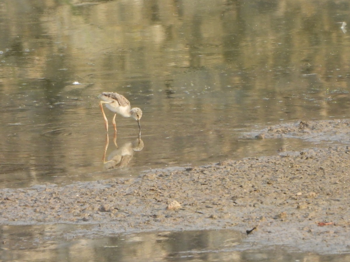 Black-winged Stilt - Prof Chandan Singh Dalawat