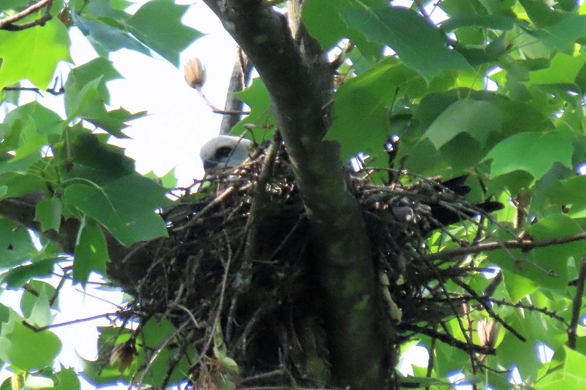 Mississippi Kite - ML619602761