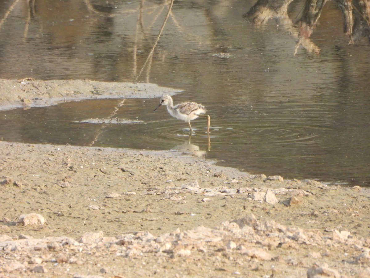 Échasse blanche - ML619602762