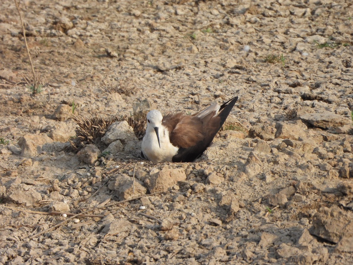 Cigüeñuela Común - ML619602765