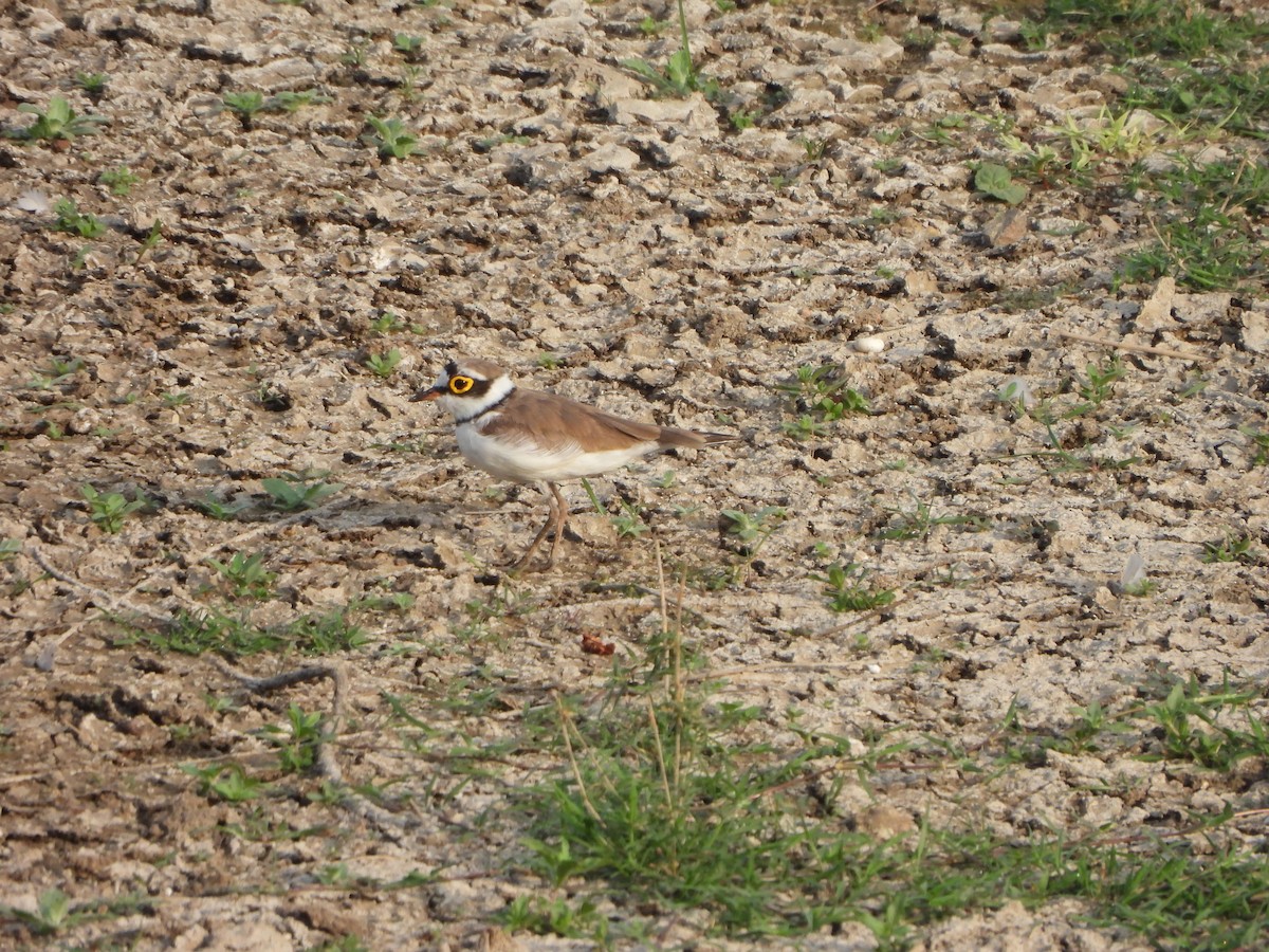 Little Ringed Plover - ML619602771