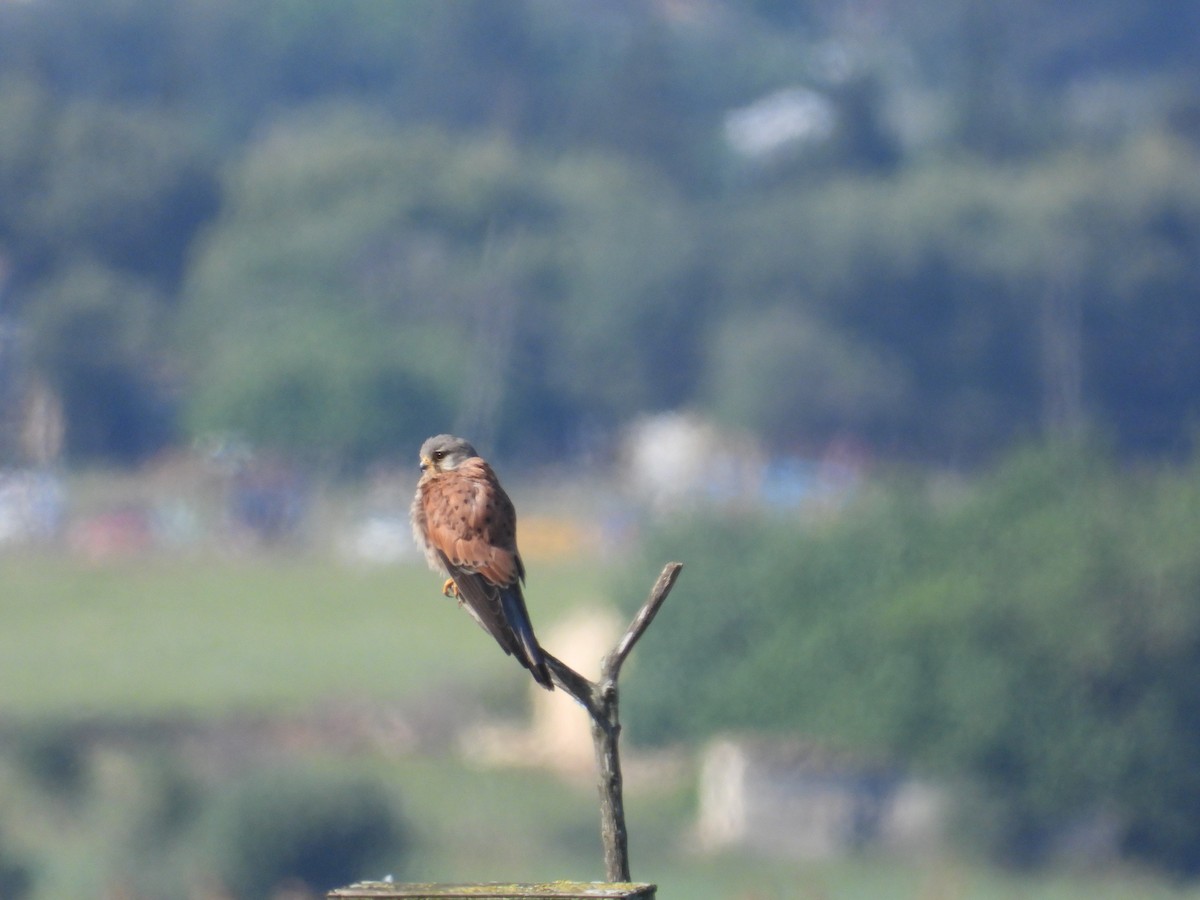 Eurasian Kestrel - Anqi Xu