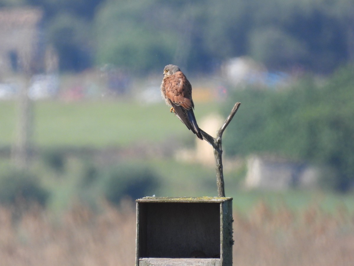 Eurasian Kestrel - Anqi Xu