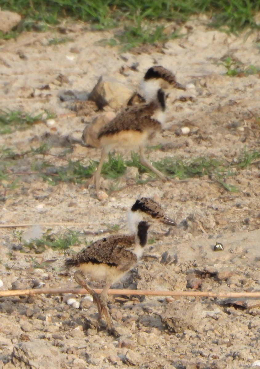 Red-wattled Lapwing - ML619602781