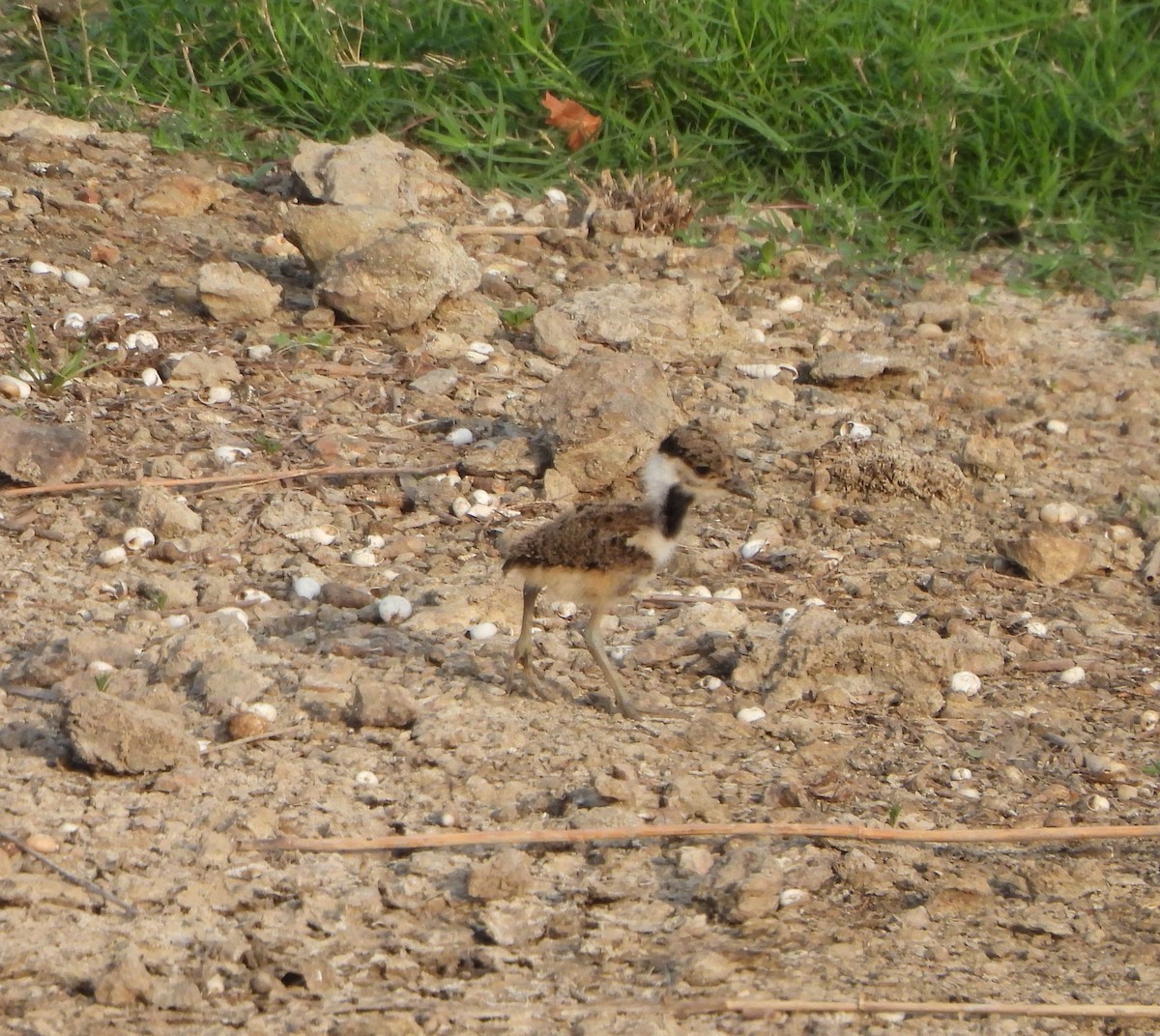 Red-wattled Lapwing - ML619602782