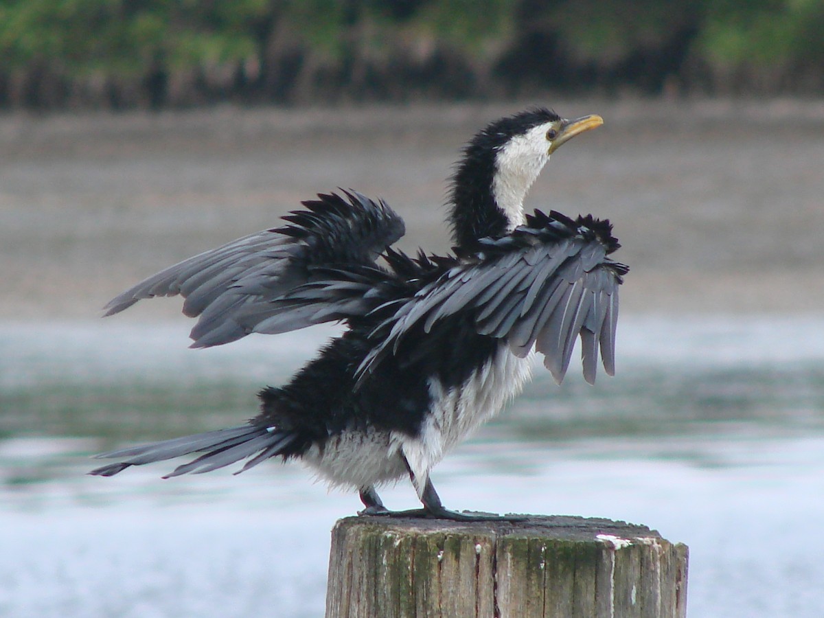 Little Pied Cormorant - Andrew Bishop