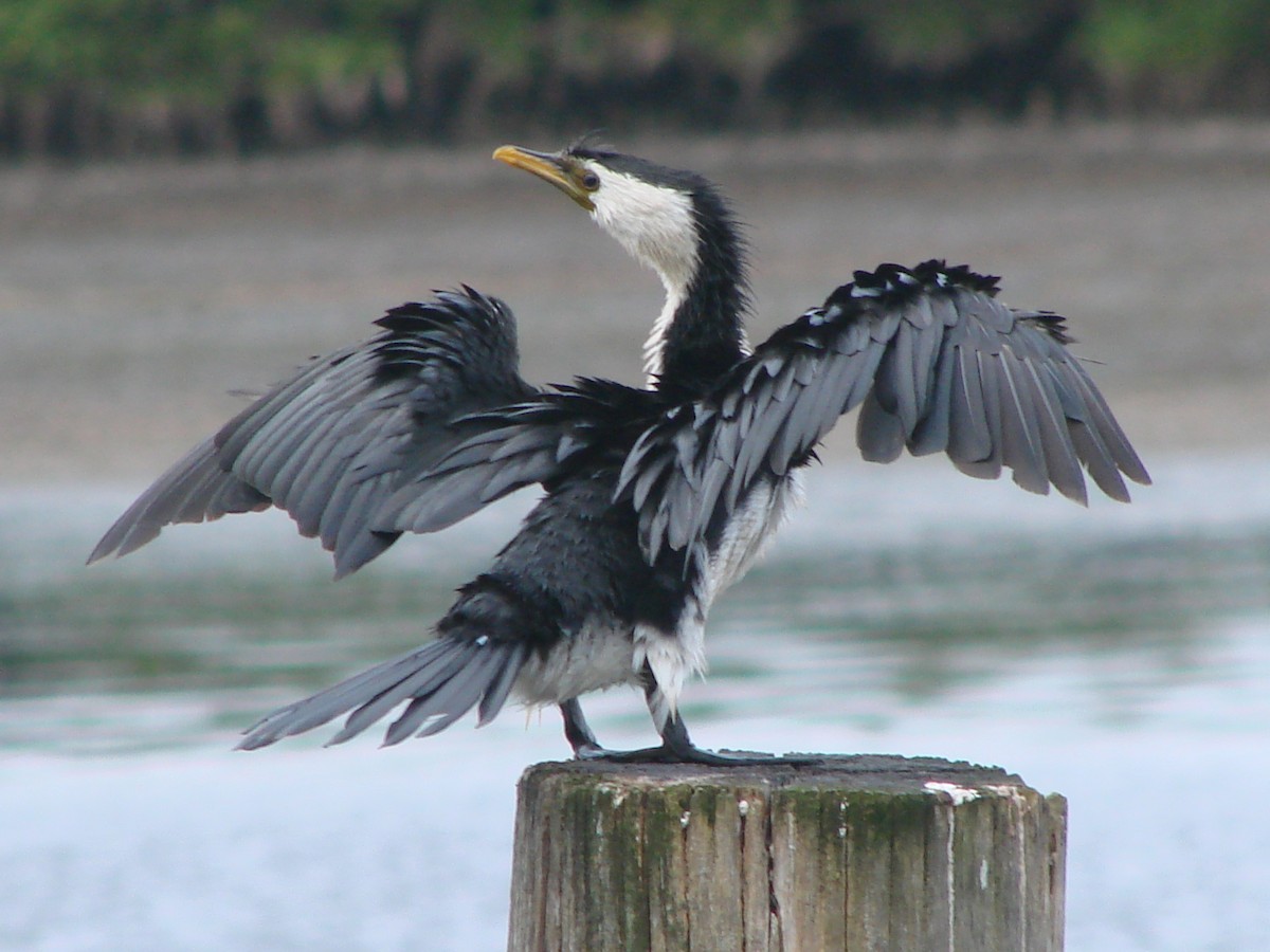 Little Pied Cormorant - Andrew Bishop