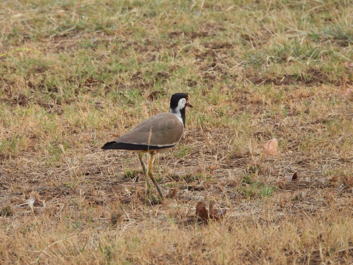 Red-wattled Lapwing - ML619602785