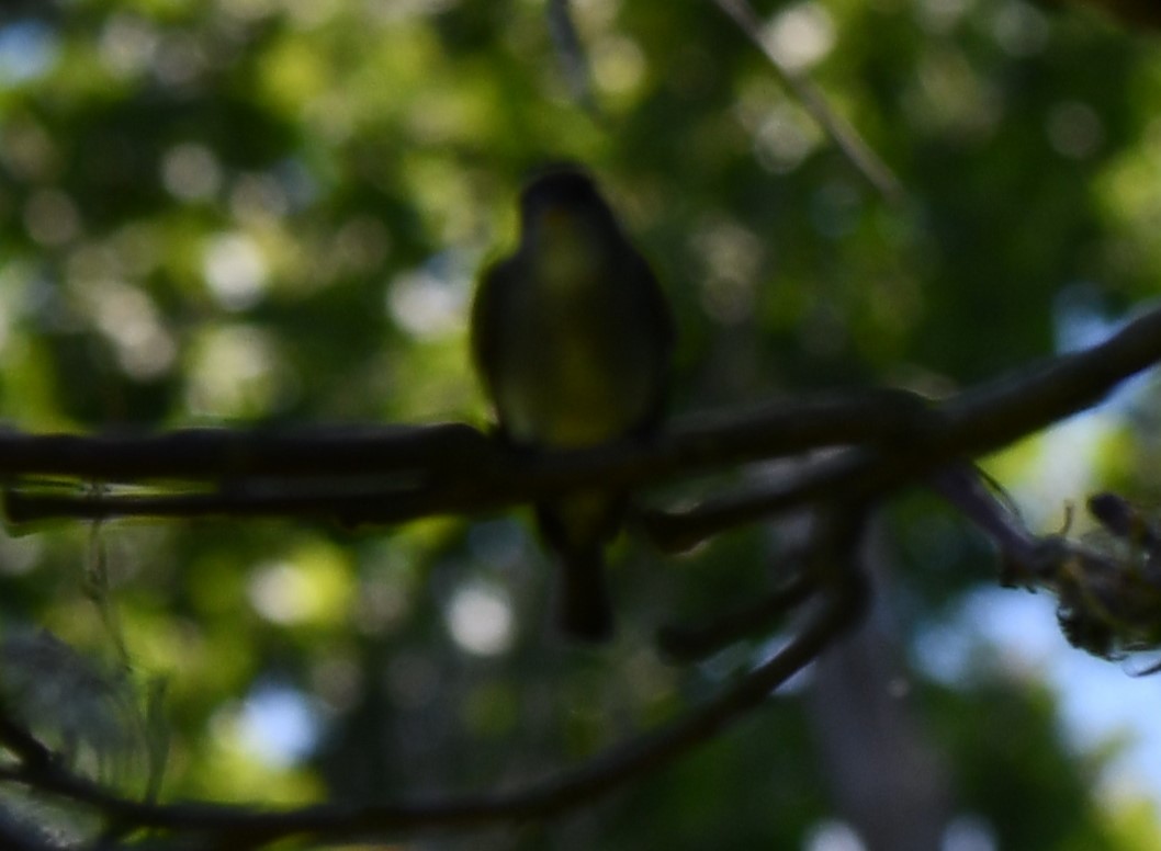 Eastern Wood-Pewee - Michael Kendrick