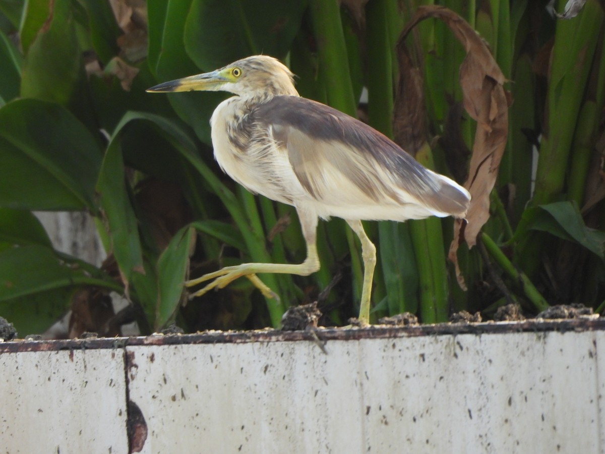 Indian Pond-Heron - ML619602792