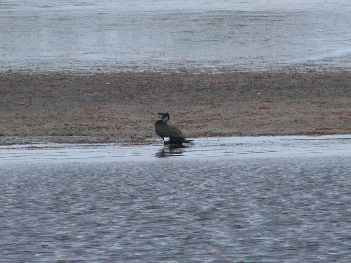 Great Cormorant - Andrew Bishop