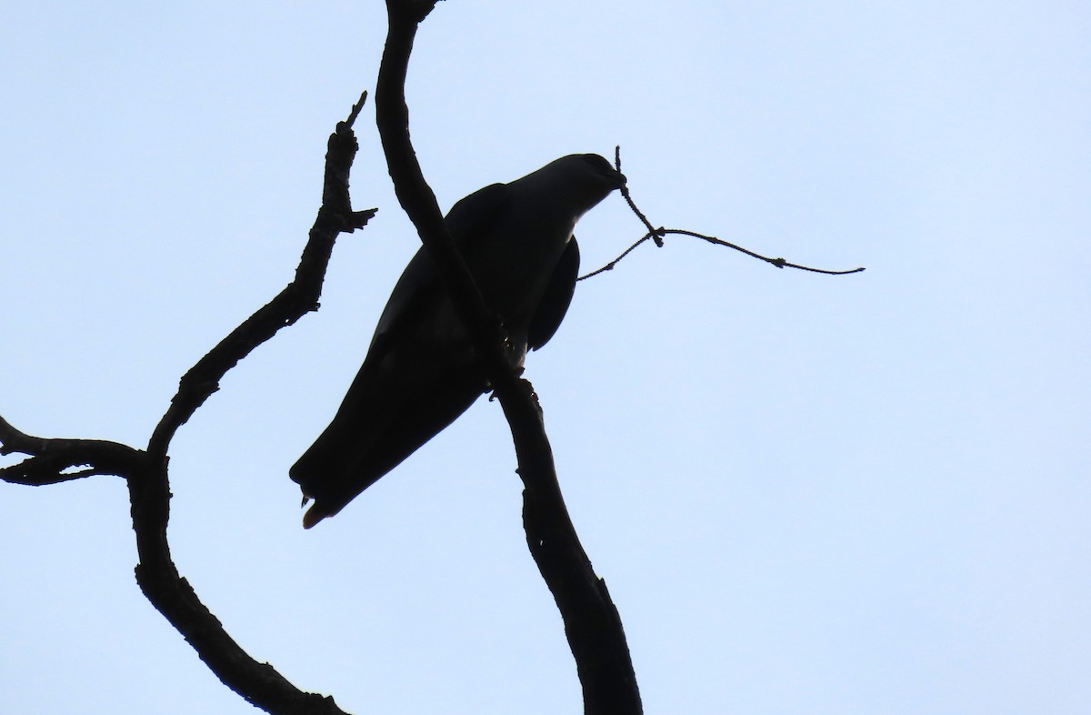 Mississippi Kite - ML619602813