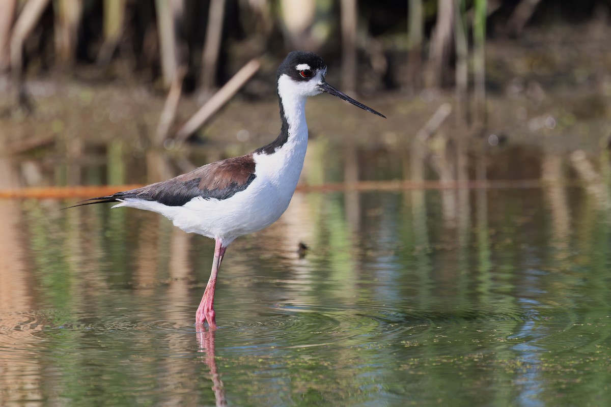 Black-necked Stilt - Channa Jayasinghe