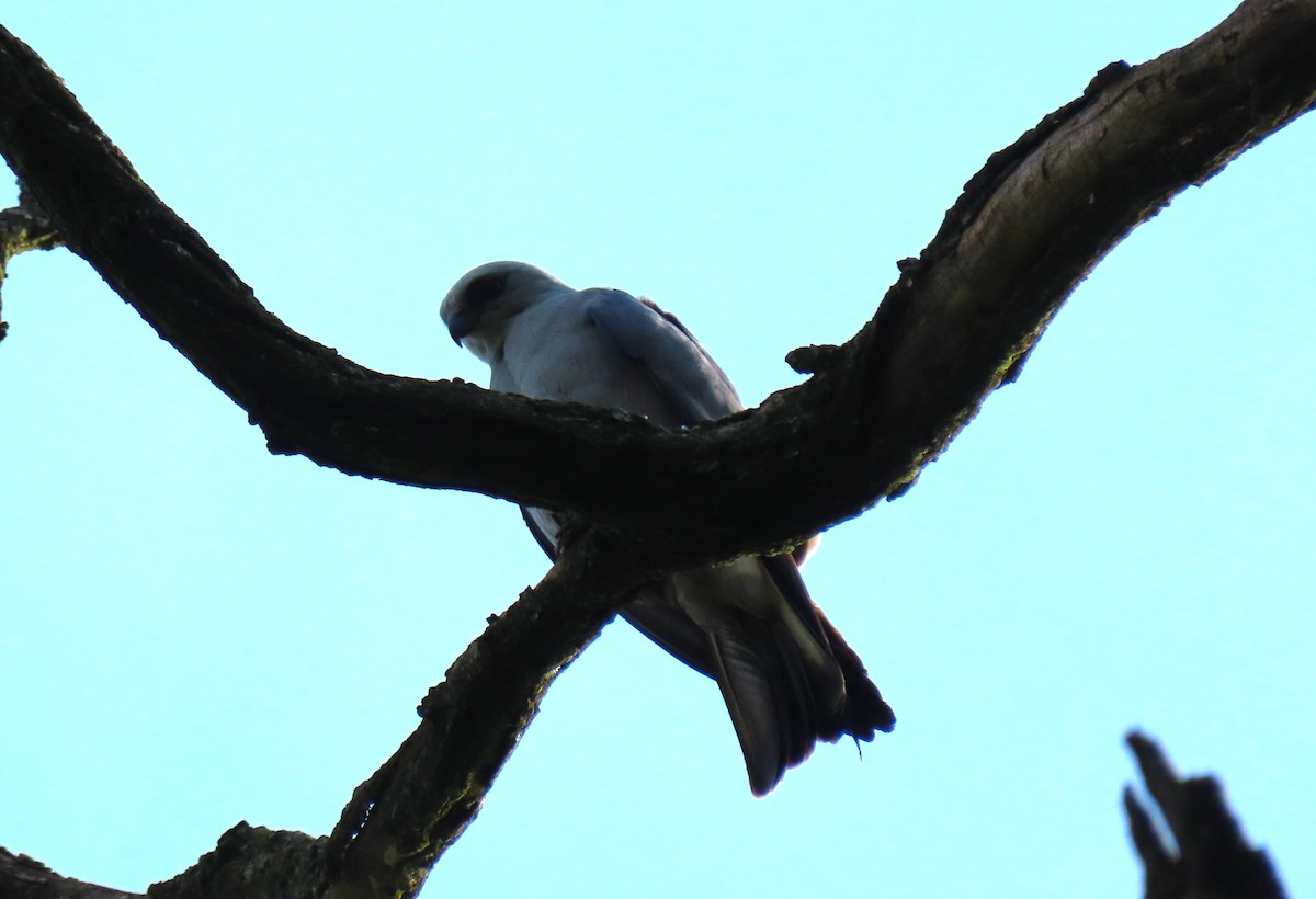 Mississippi Kite - Anne Mytych