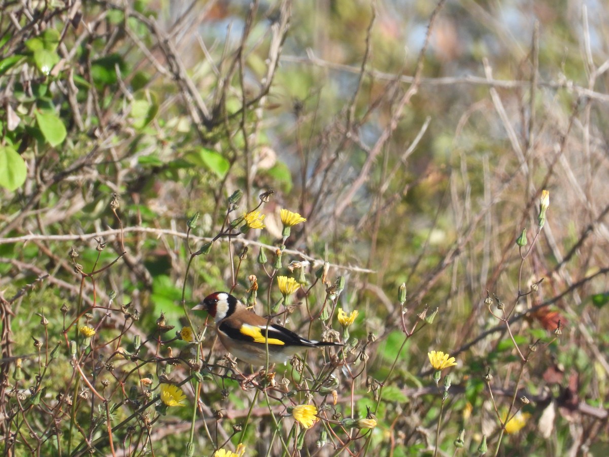 European Goldfinch - Anqi Xu