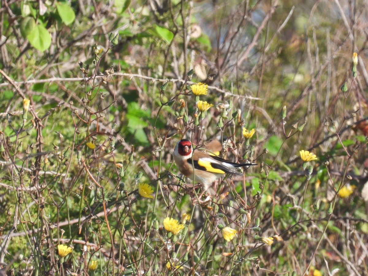 European Goldfinch - Anqi Xu