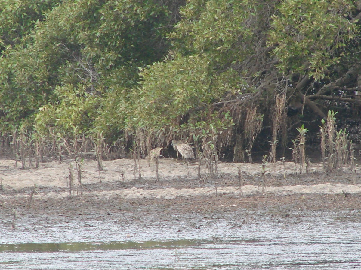 Nankeen Night Heron - Andrew Bishop