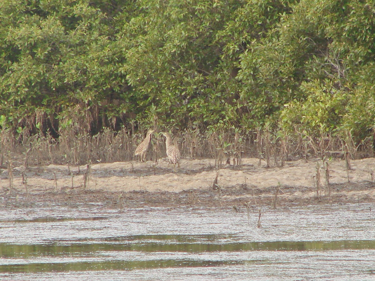 Nankeen Night Heron - Andrew Bishop