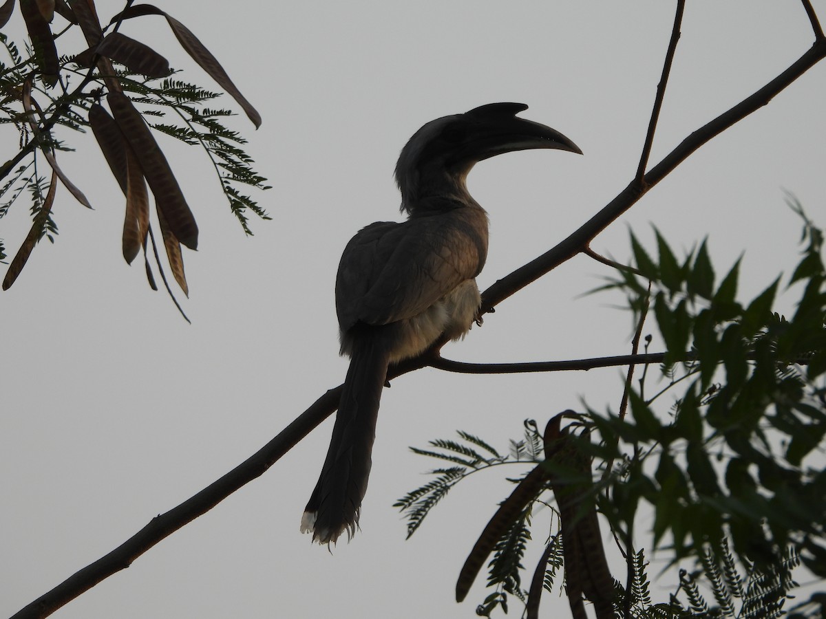 Indian Gray Hornbill - Prof Chandan Singh Dalawat