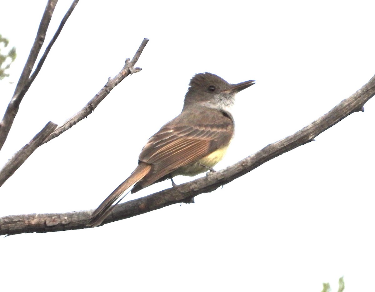 Dusky-capped Flycatcher - Roee Astor