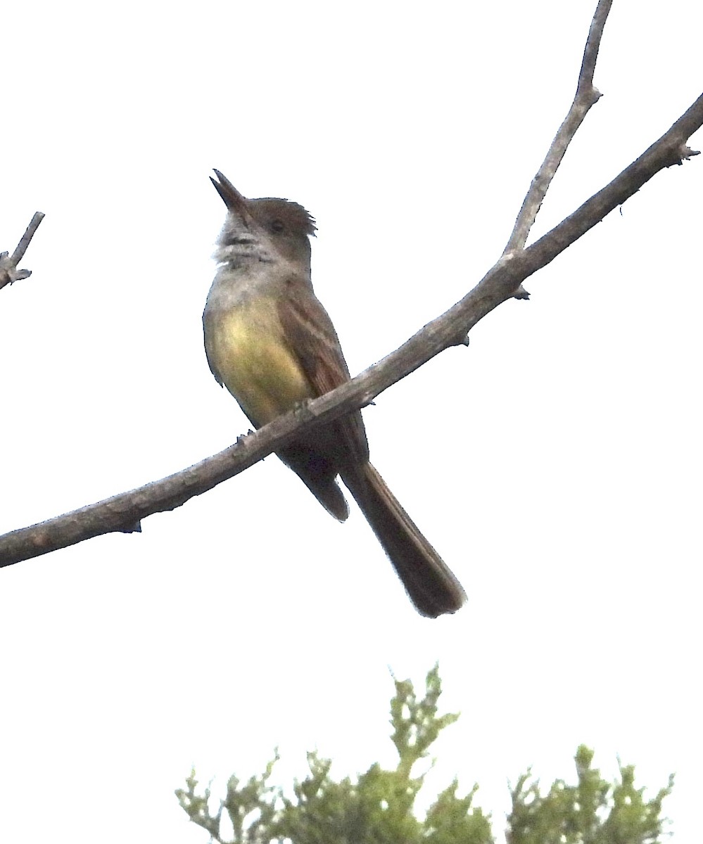 Dusky-capped Flycatcher - Roee Astor