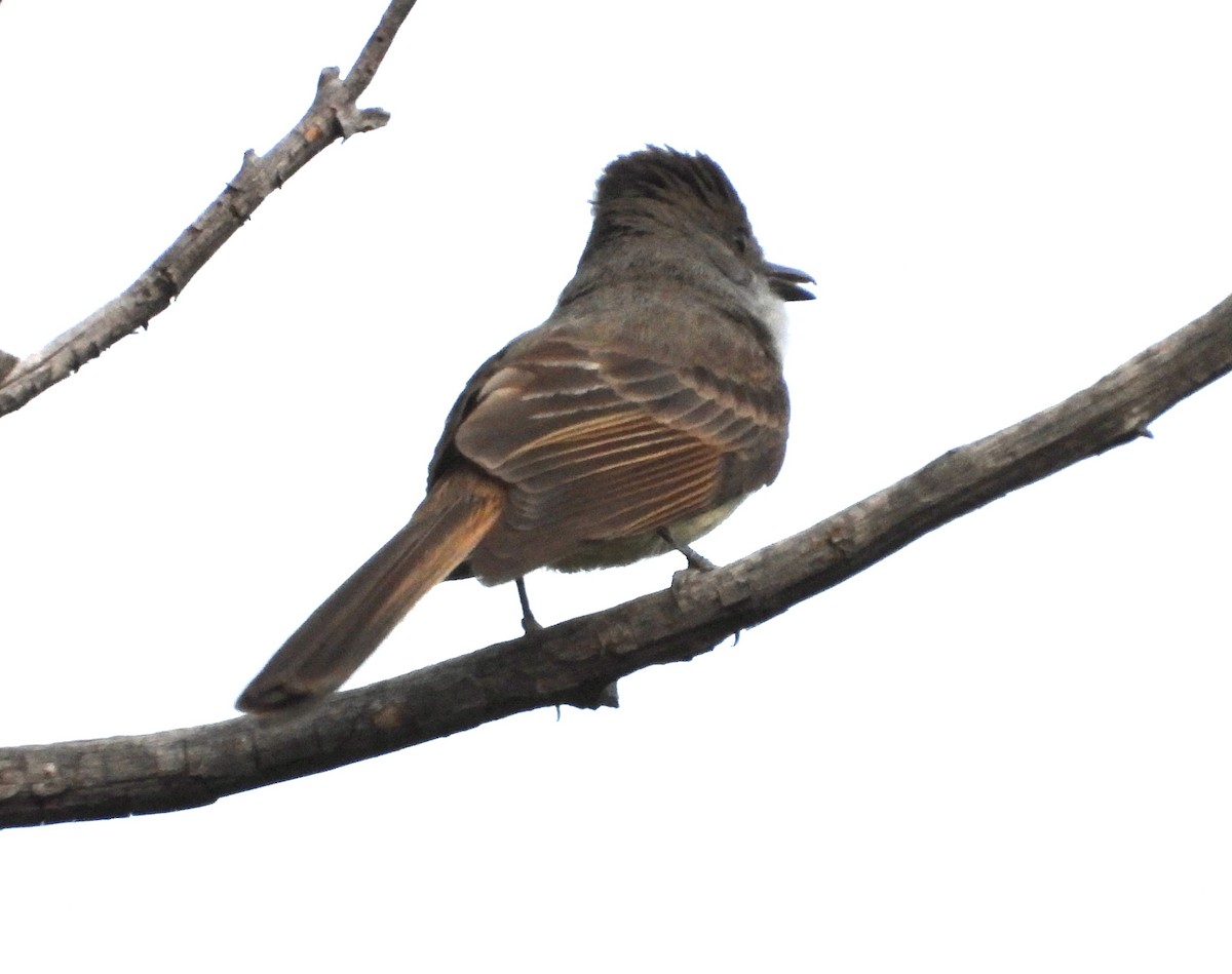 Dusky-capped Flycatcher - Roee Astor