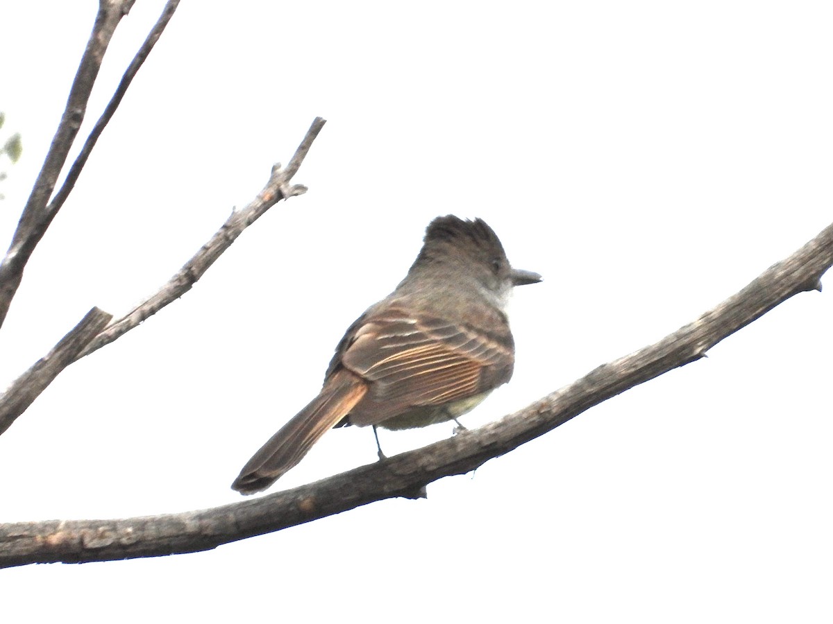 Dusky-capped Flycatcher - Roee Astor