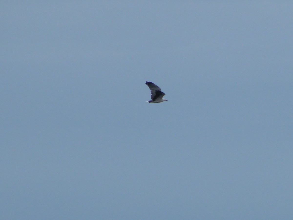 White-bellied Sea-Eagle - Andrew Bishop