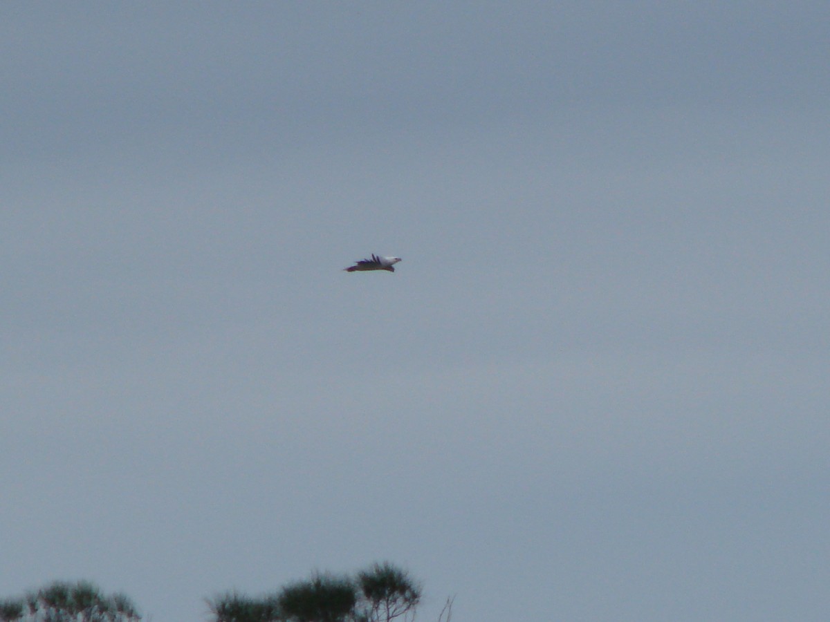 White-bellied Sea-Eagle - Andrew Bishop