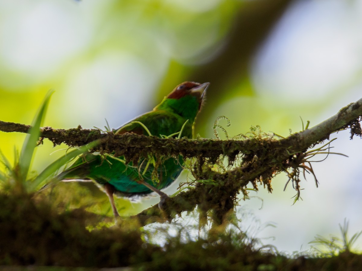 Rufous-winged Tanager - Abe Villanueva